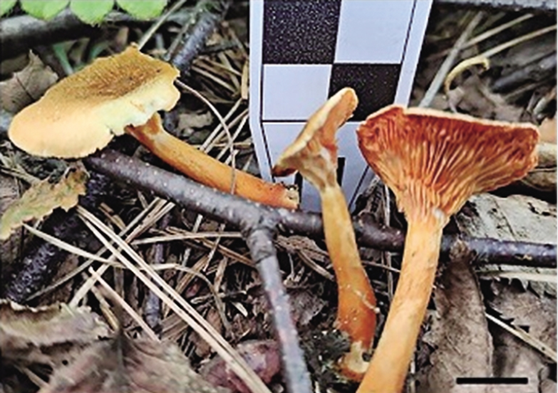 陕西科研团队发布秦岭大型真菌新种