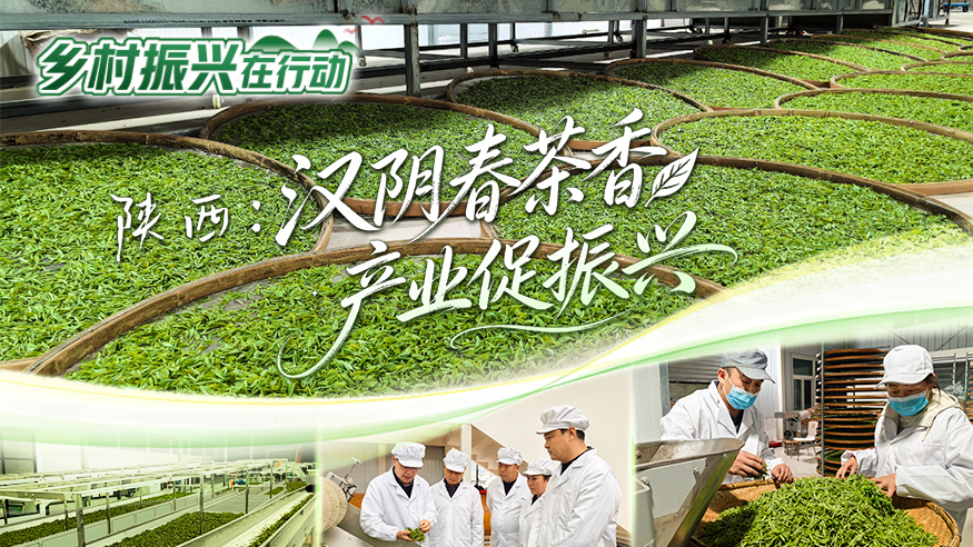 乡村振兴在行动丨陕西：汉阴春茶香