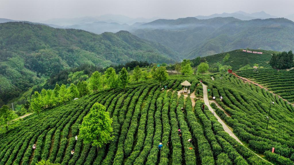 陕西平利：以茶致富 因茶兴业