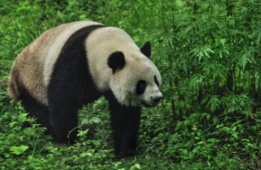 秦岭大熊猫野外种群数量增幅密度全国第一