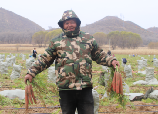 陕西吴起：小小胡萝卜 致富大能量