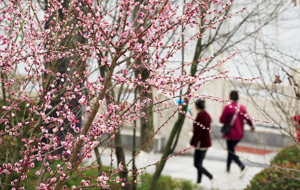 陕西安康：花开春意浓