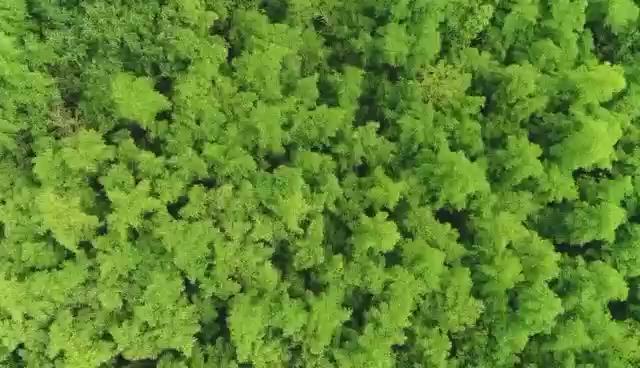 视频丨四时秦岭 别样之美
