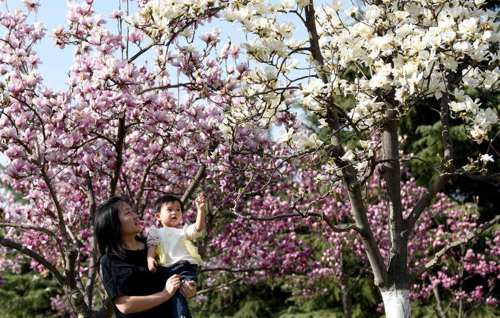 西安：春光无限好 满眼繁花灿