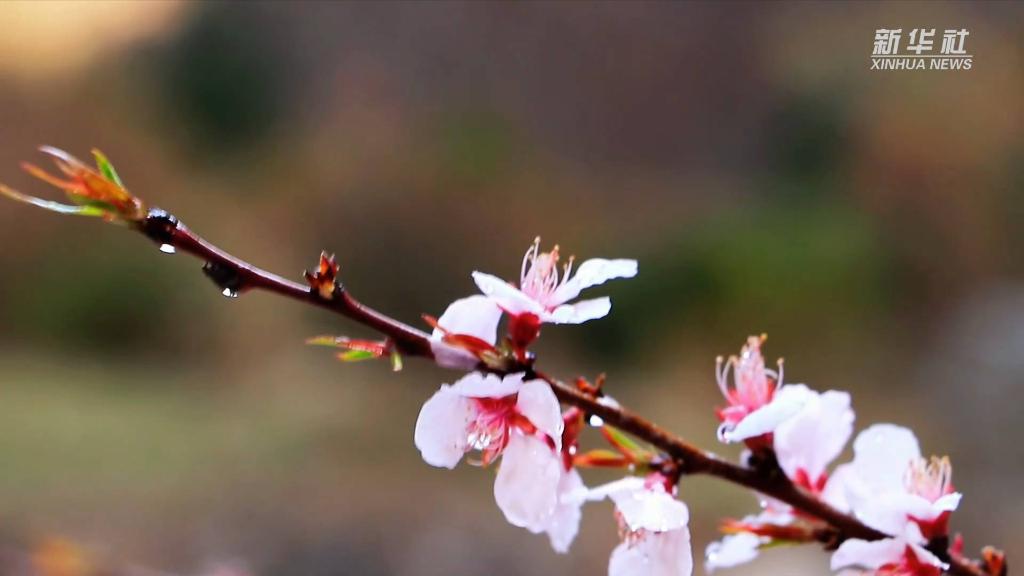 西岳华山：山桃花开 灿若云霞