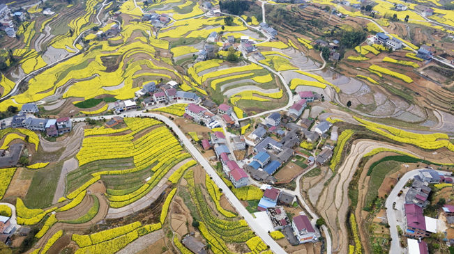 陕西汉阴:锦绣凤堰满眼春 油菜花开引客来