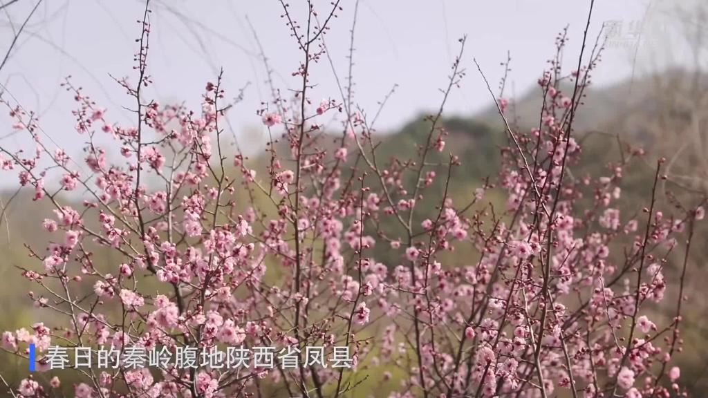 秦岭深处：春日旅游热