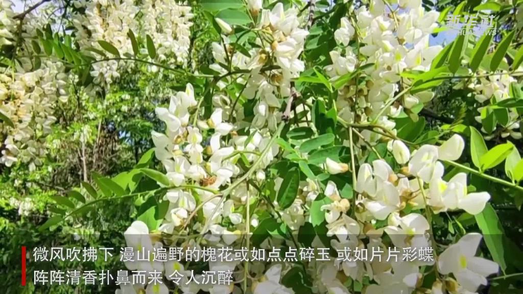 陕西麟游：“森林氧吧”槐花开