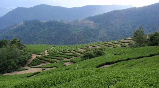 陕西安康：以茶为媒 飘香世界