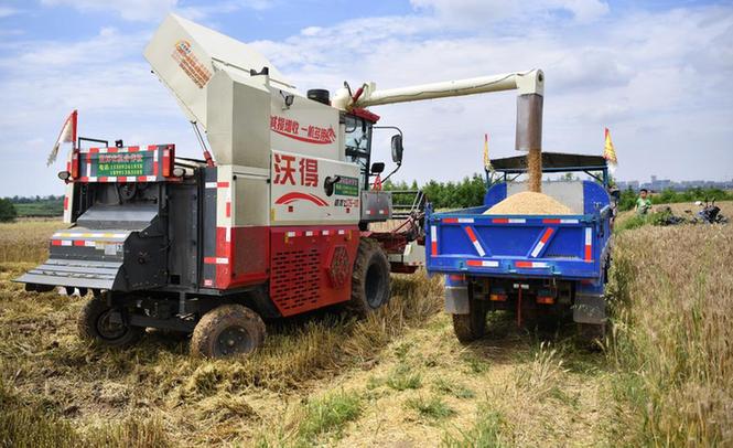 新华全媒+|陕西关中：抢抓雨歇保夏收